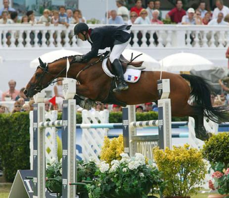 Flipper d`Elle - Warmblood Stallion